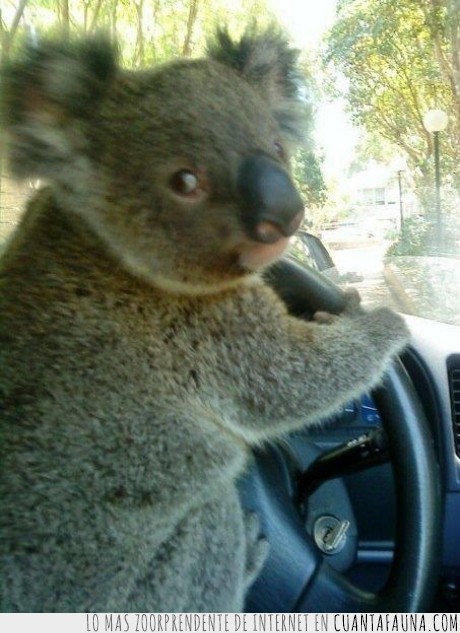 koala,coche,conducir,volante