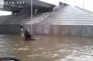 heroe,perro,inundacion,ayuda,empujar,silla de ruedas,minusvalido