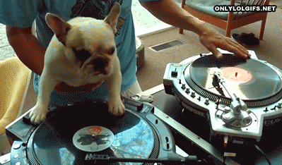 perro,mezcla,DJ,discos,canción,scratching