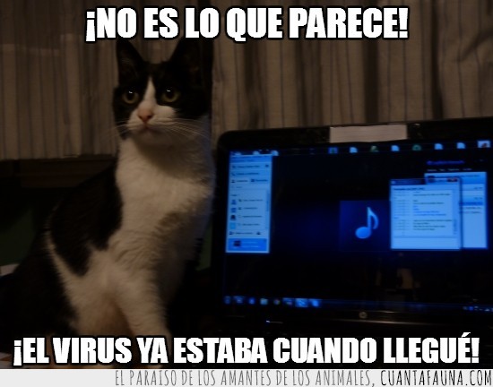 infectar,navegar,ordenador,gato,virus