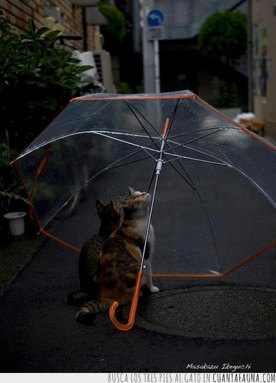 Gatos,lluvia,paraguas