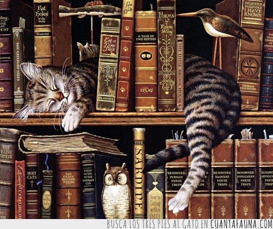 biblioteca,Gato,durmiendo,libros,estantería