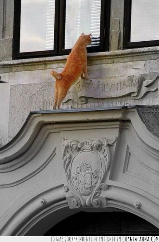 espiar,pedir,entrar,ventana,gato