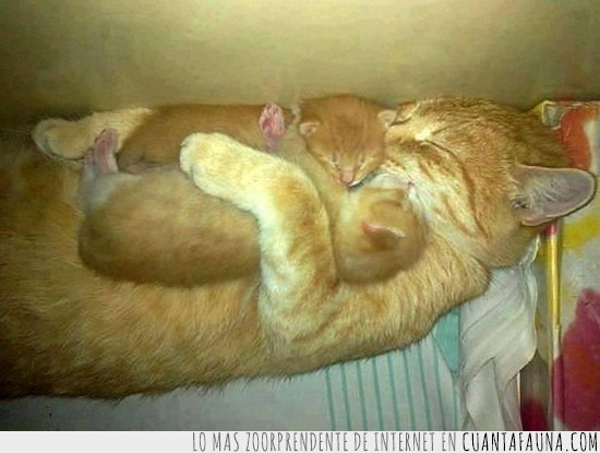 madre,cachorros,gatitos,abrazados,tumbados,dormir