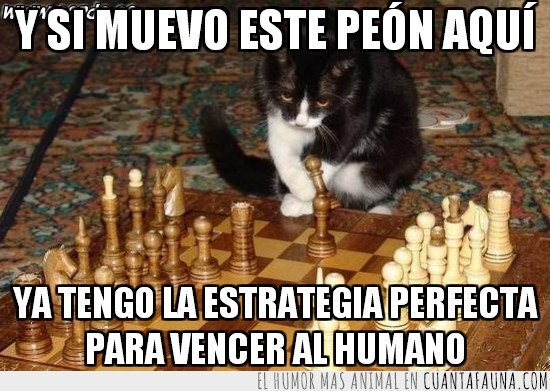 gato,peón,ajedrez,mono,jugar,táctica,ganar,humano