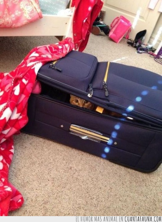 maleta,Gato,esconder,bolso,encontrar
