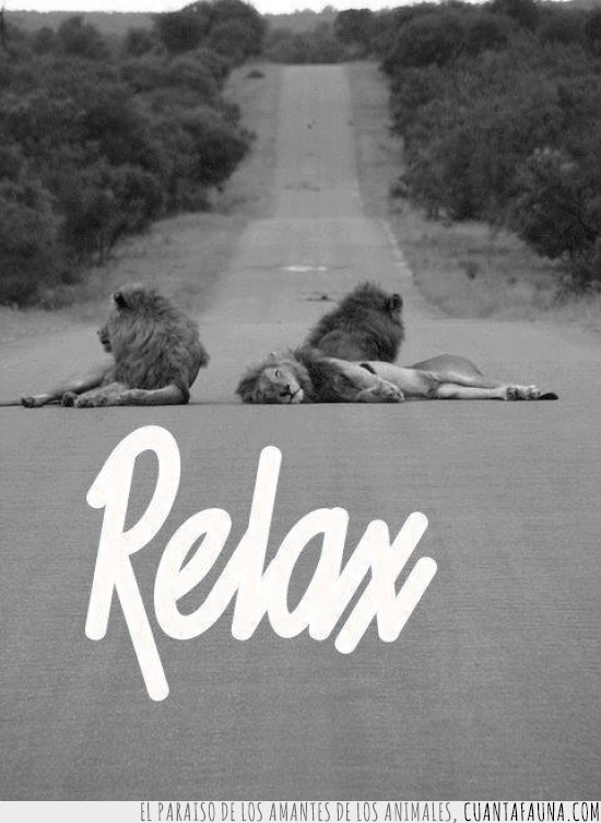 relax,leones,acostados,carretera,relajados