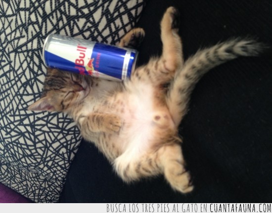 gatos,red bull,sueño,lata,refresco,bebida energetica