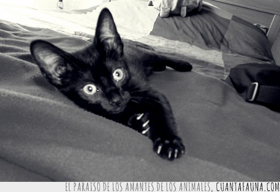 mi gato,negro,ojazos,mirada fija