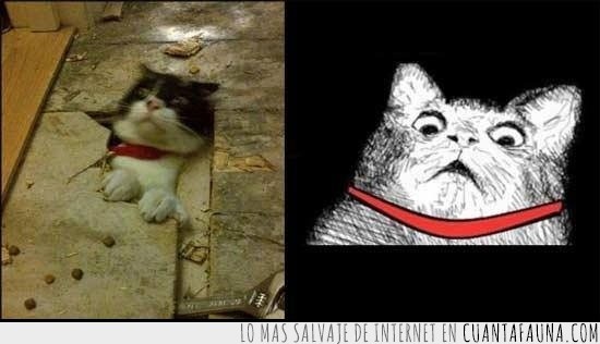 gato,meme,agujero,inglip cat