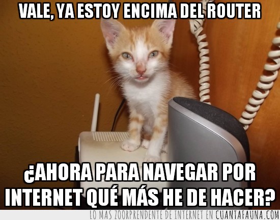 gato,symba,router,encima,posado,navegar,internet