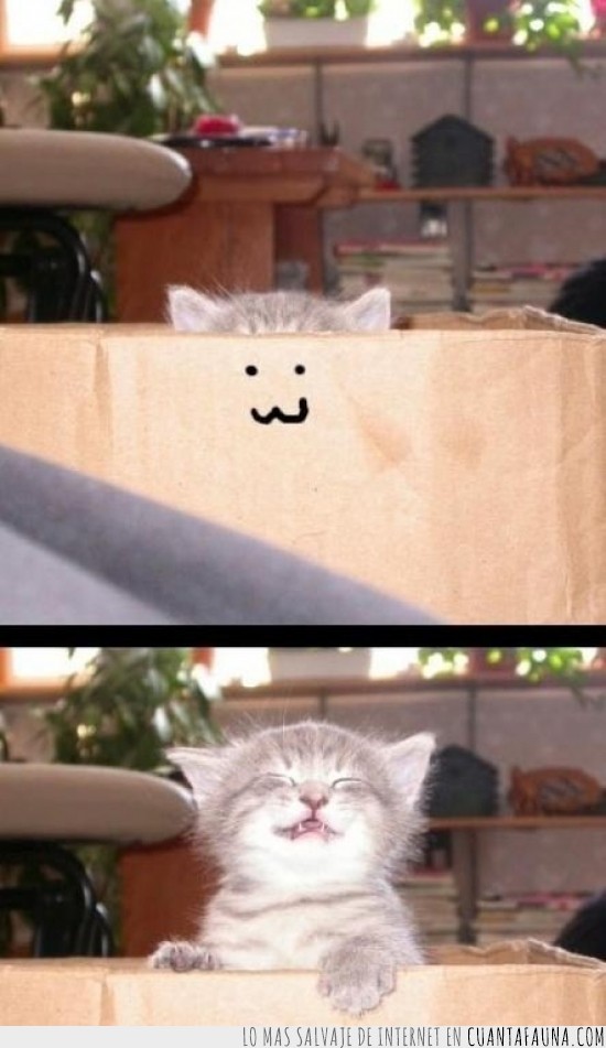 gatito,escondido,sorpresa,gracioso,tierno,caja,cara pintada