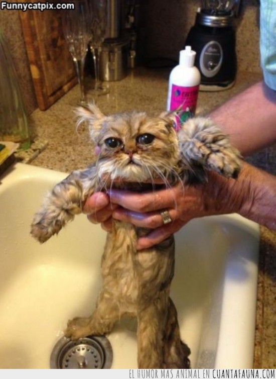 gato,baño,pobre gato,bañar,mojado