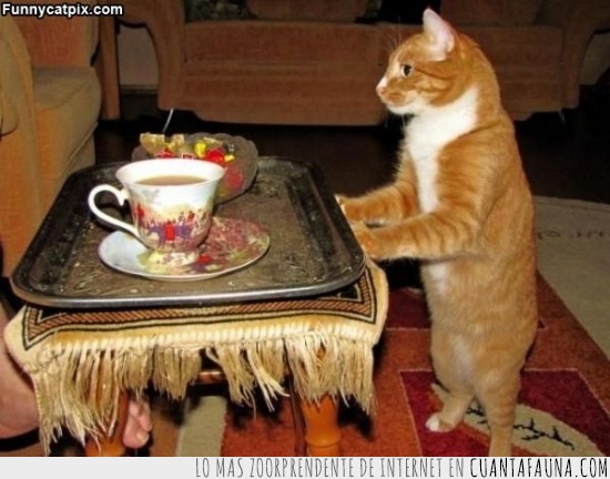 gato,té,tomar,like a sir,pedir