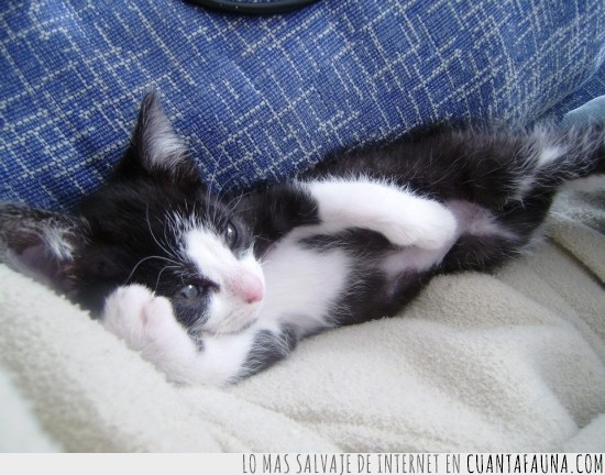 sofá,tirado,posturas,dormido,gatito,gato