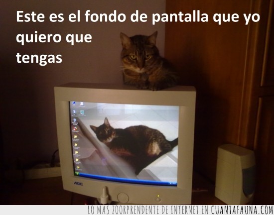 fondo de pantalla,ordenador,currita,gato