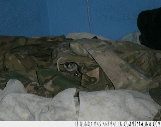 gato,escondido,camuflaje,uniforme