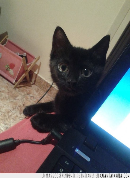 gatito,negro,pantalla,portatil,asomado,asomarse