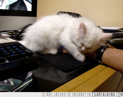 gato,ratón del pc,dormir,trabajo