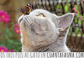 gato,mariposa,foto,bonito,una vez,en la vida,quietos