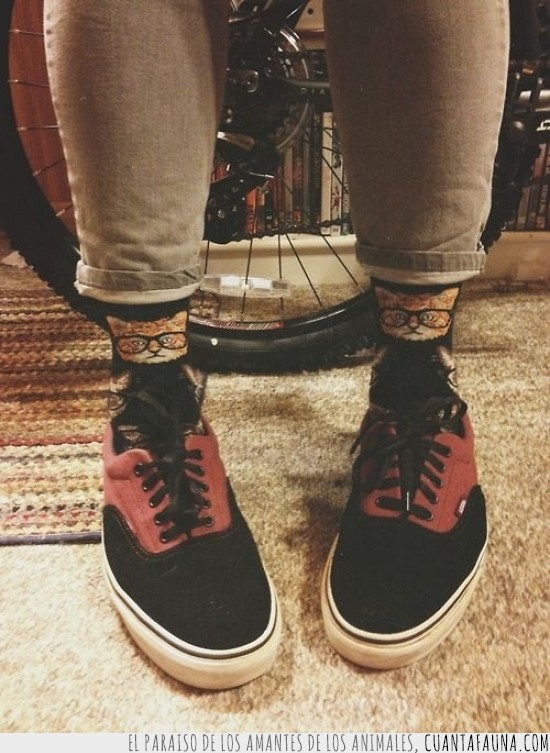 gato,gafas,hipster,calcetines