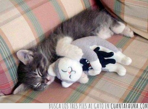 gato con peluche
