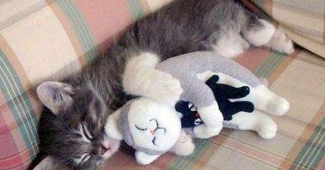 Un gato abrazando un gato de peluche que abraza un gato de peluche