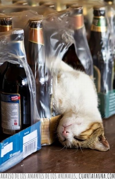 gato,cerveza,botellas,dormir