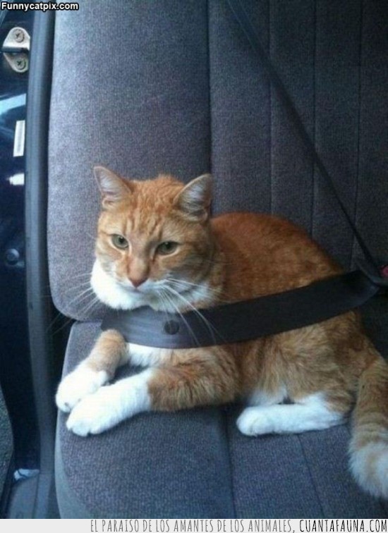 cinturón,seguridad,gato,primordial