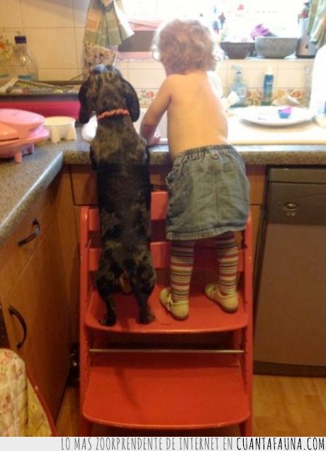 perro,ayuda,niño,lavar,platos,cocina,silla,subir