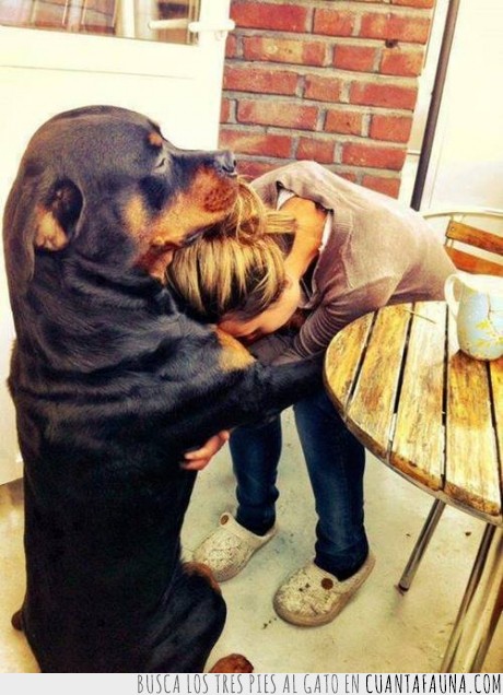 perro,mujer,consolando,rottweiler,llorar,amigo