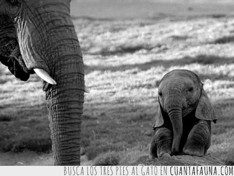 Elefante,Regaño,Mamá,Obedecer