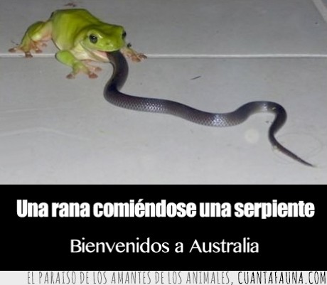 16340 - AUSTRALIA - Donde las ranas se comen a las serpientes y nadie se extraña