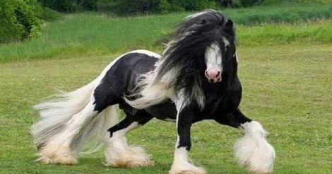 Fysdao El Caballo Mas Caro Del Mundo Vive En Una Finca Con 16 Guardaespaldas Fysdao El Caballo Mas Caro Del Mundo Vive En Una Finca Con 16 Guardaespaldas