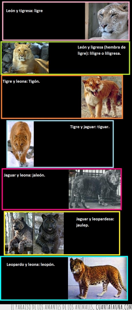 jaguar,ligre,leones,tigres,felinos