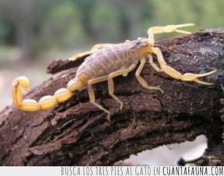 escorpion,dignidad,suicidarse.