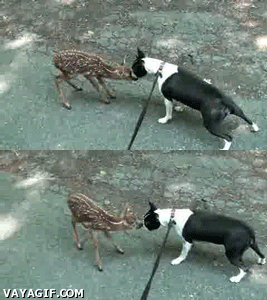 perro,bambi,amigo,oler,correr