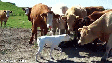 perro,vaca,curiosidad,observar,rareza