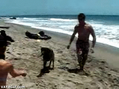 perro,salto,playa,humano,animal,mortal hacia atras,arena