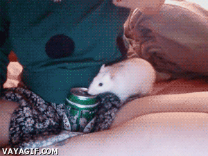 rata,mascota,refresco,perseguir,sed,cerveza,apartar