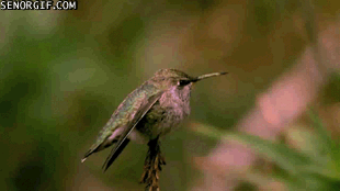 camara lenta,colibri,pajaro,alas,aletear,slow motion