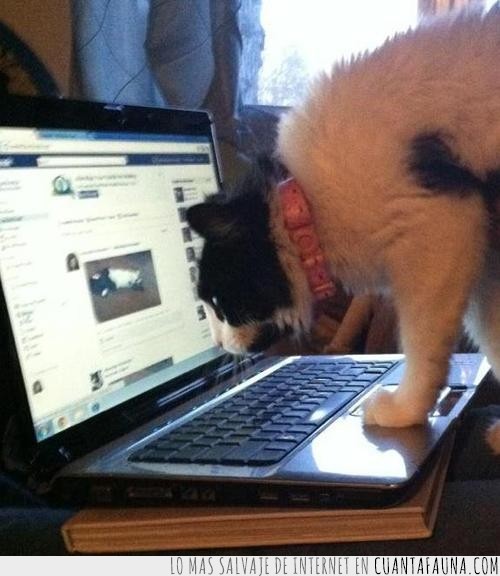 gato,ordenador,foto,famoso,facebook
