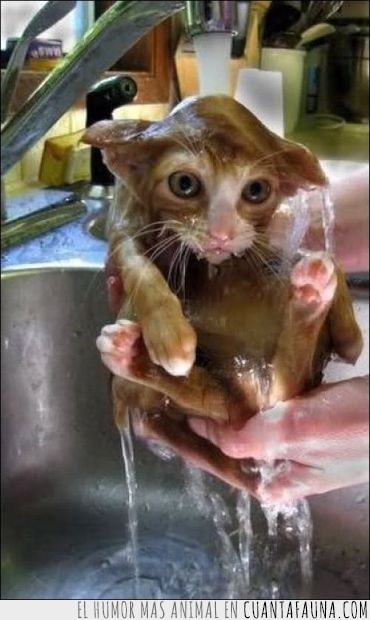 gato,baño,cabreo,costar,debajo del grifo