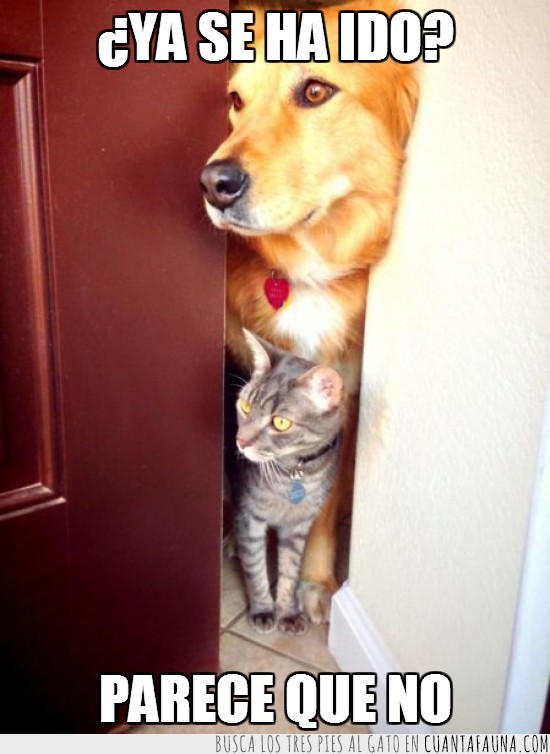 mascotas,gato,perro,esconderse,puerta,asomar,dudas