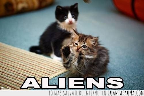 aliens,gatito,cachorro,meme