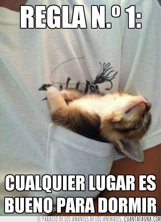 dormir,gato,cachorro,bolsillo,camiseta,gatito