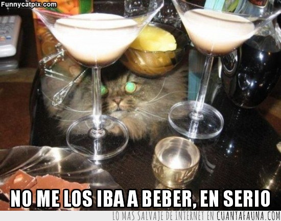 gato,martini,beber,borracho,mentira