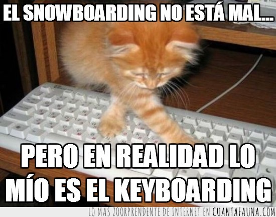 gato,teclado,snowboarding,keyboarding,inventado
