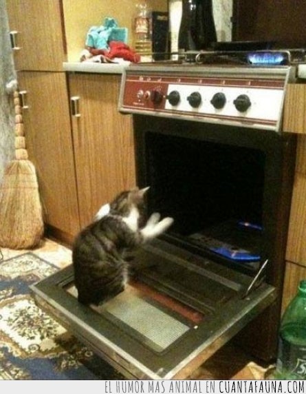 encendido,gato,frío,horno,fuego