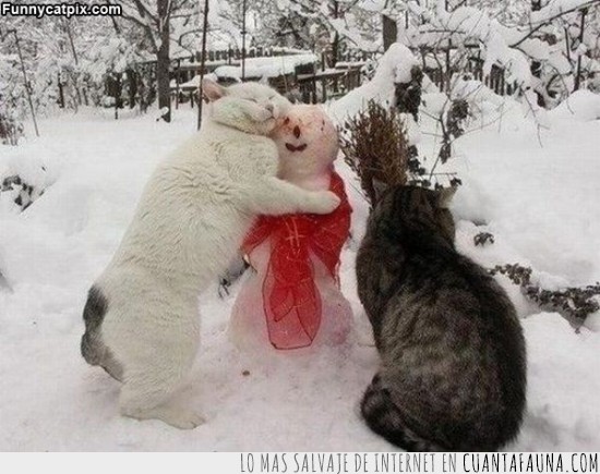 frio,muñeco de nieve,abrazar,gato